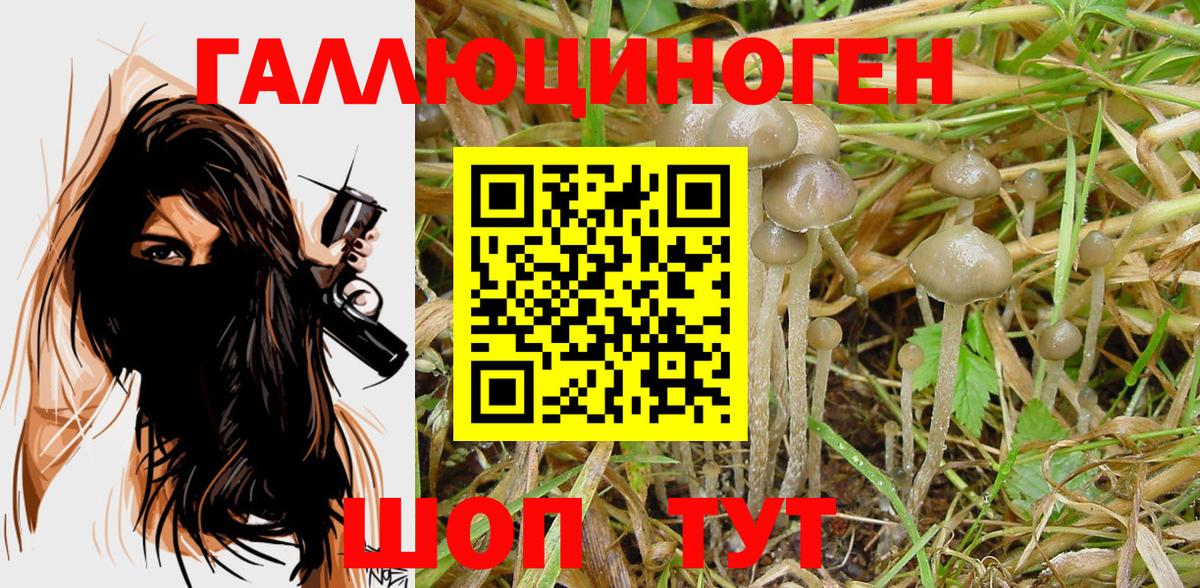 Галлюциногенные грибы Cubensis  Вход с VPN  Гатчина 